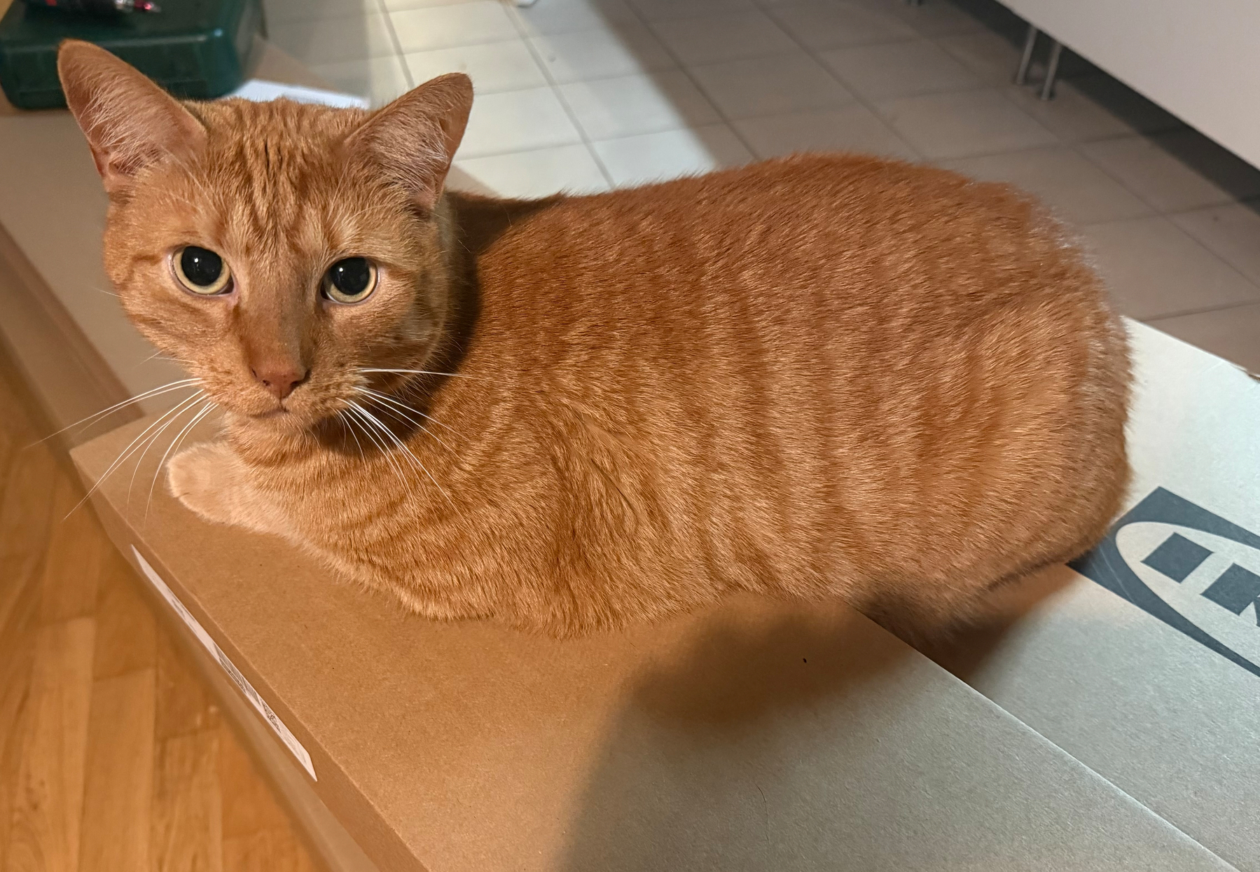 A ginger cat names Taro is resting on a cardboard box.