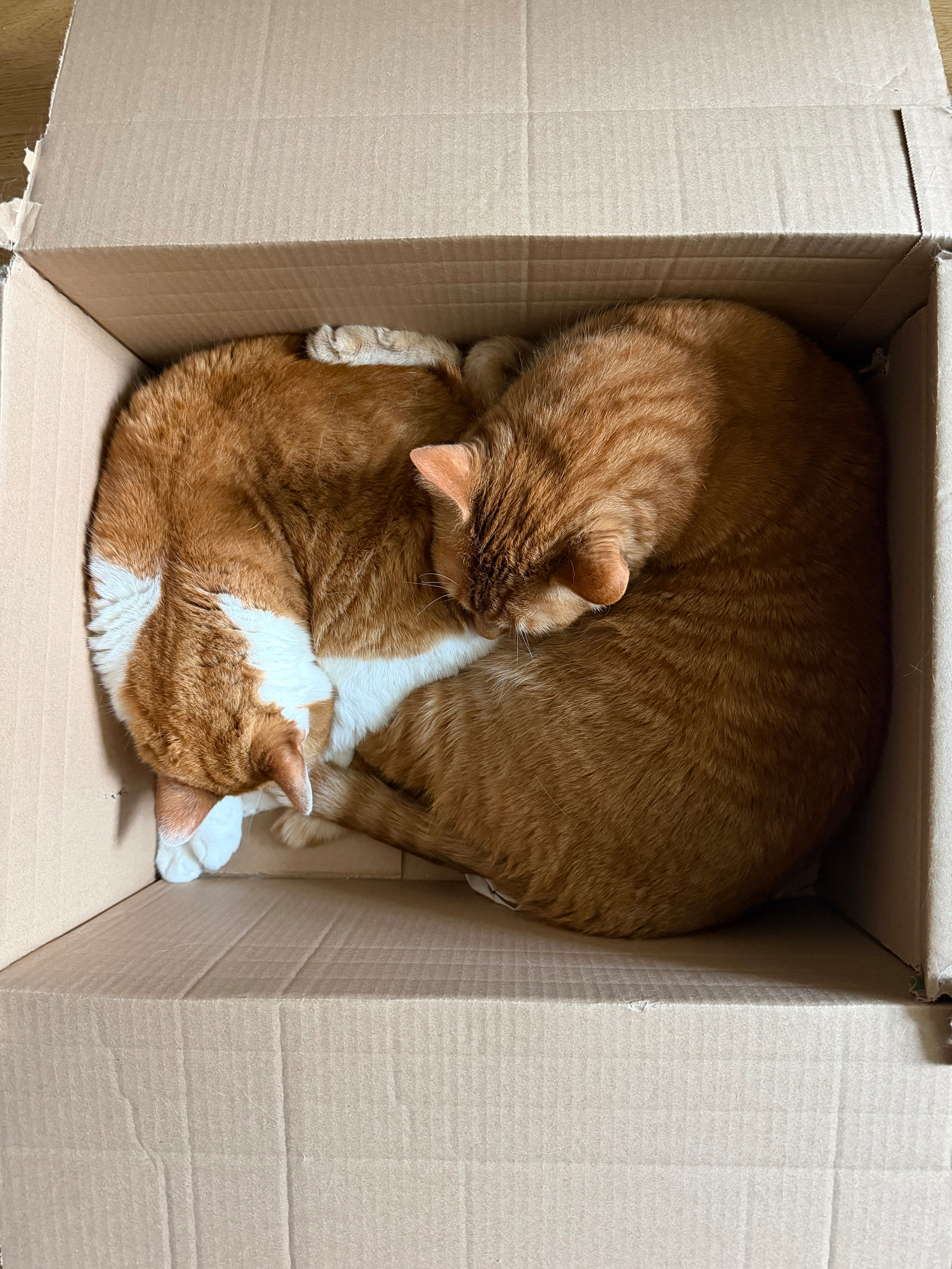 Two ginger cats are curled up together inside a cardboard box.